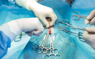 Rethinking Spay and Neuter: Why Hormone Preservation Matters for Dogs and Cats