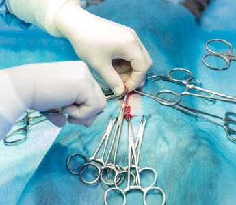 Rethinking Spay and Neuter: Why Hormone Preservation Matters for Dogs and Cats
